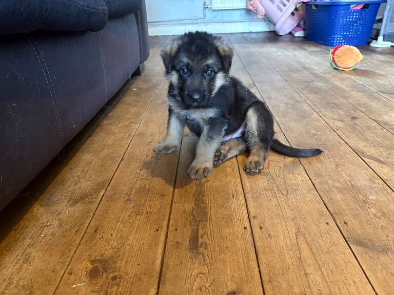 German Shepherd puppies for sale in Blandford Forum, Dorset – KC registered, 6 weeks old