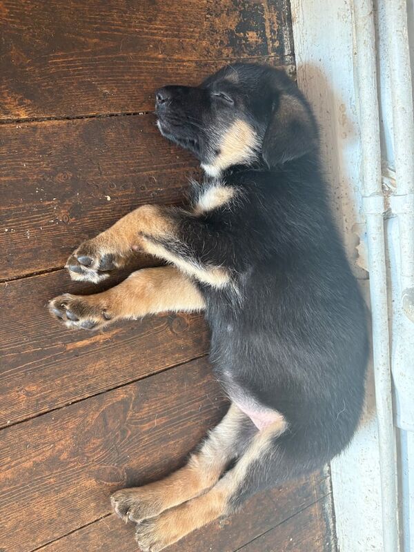 German Shepherd puppies for sale in Blandford Forum, Dorset – KC registered, 8 weeks old - Image 3 of 3