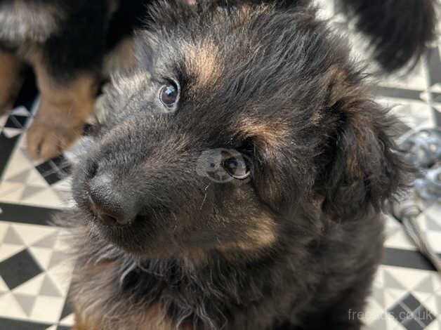 German Shepherd puppies for sale in Plymouth, Devon – KC registered, 1 year old - Image 2 of 5