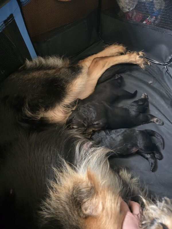 German Shepherd puppies for sale in Huddersfield, West Yorkshire – 1 week old