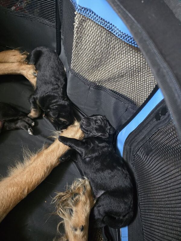 German Shepherd puppies for sale in Huddersfield, West Yorkshire – 1 week old - Image 2 of 4