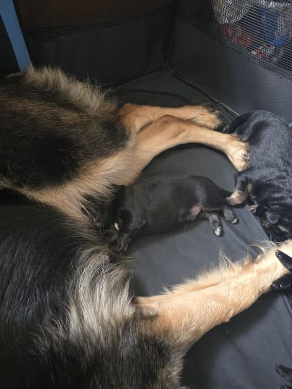 German Shepherd puppies for sale in Huddersfield, West Yorkshire – 1 week old - Image 3 of 4