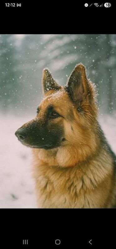 German Shepherd puppies for sale in East Kilbride, Lanarkshire – 1 year old