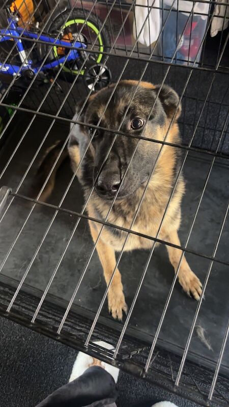 1 year old German Shepard