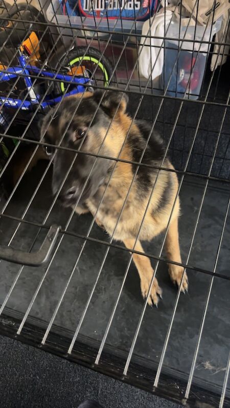 1 year old German Shepard - Image 2 of 3