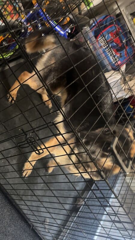 1 year old German Shepard - Image 3 of 3