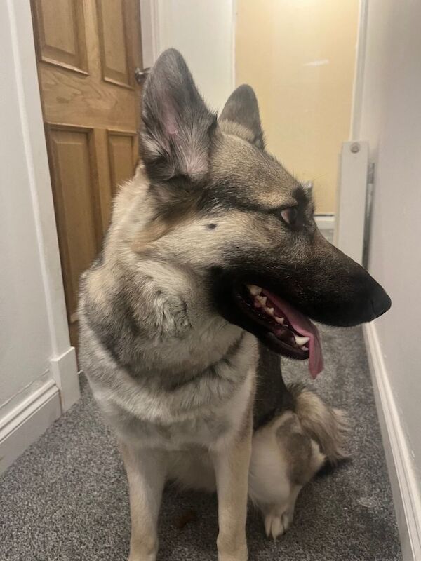 German Shepherd puppies for sale in Dunfermline, Fife – 1 year old
