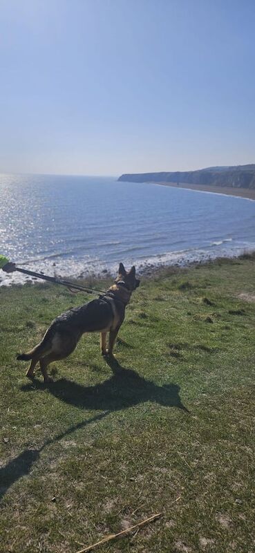 1 year old male german shepherd - Image 2 of 3
