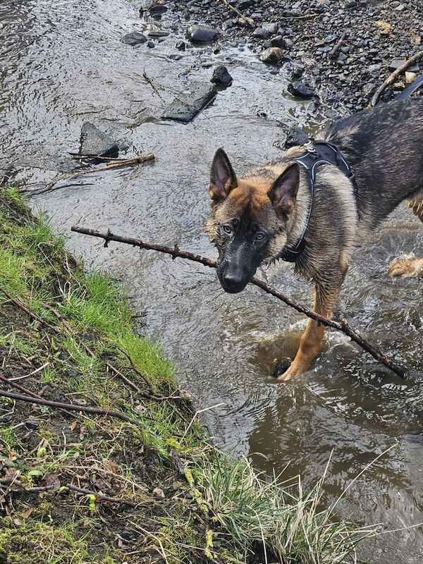 1 year old male german shepherd - Image 3 of 3