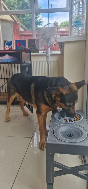 German Shepherd puppies for sale in Edmonton, Greater London – 8 months old