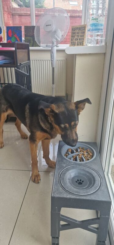 German Shepherd puppies for sale in Edmonton, Greater London – 8 months old - Image 2 of 3