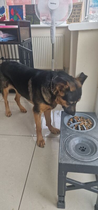 German Shepherd puppies for sale in Edmonton, Greater London – 8 months old - Image 3 of 3