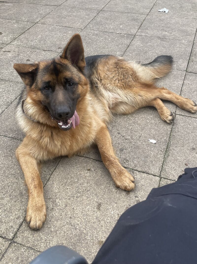 10 month male GSD full pedigree for sale in Birmingham, West Midlands | Image 2