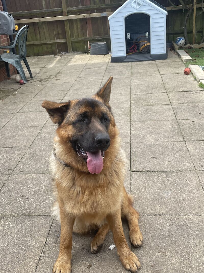 10 month male GSD full pedigree for sale in Birmingham, West Midlands | Image 3