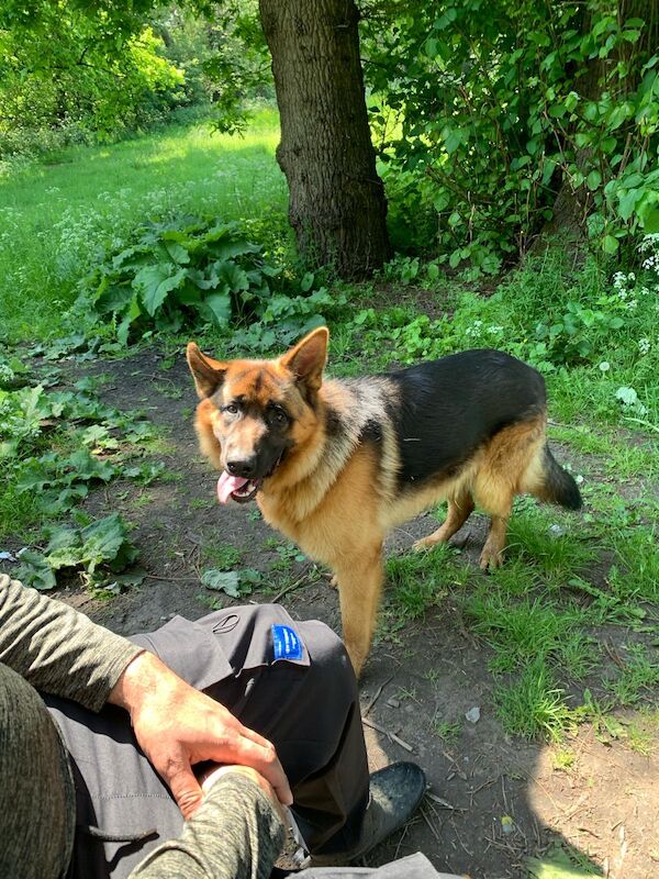 German Shepherd puppies for sale in Birmingham, West Midlands – KC registered, 1 year old - Image 5 of 8