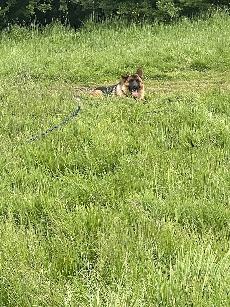 German Shepherd puppies for sale in Birmingham, West Midlands – KC registered, 1 year old - Image 6 of 8