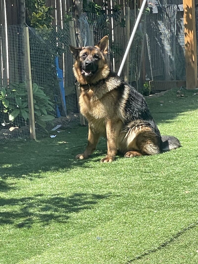 German Shepherd puppies for sale in Birmingham, West Midlands – KC registered, 1 year old - Image 7 of 8