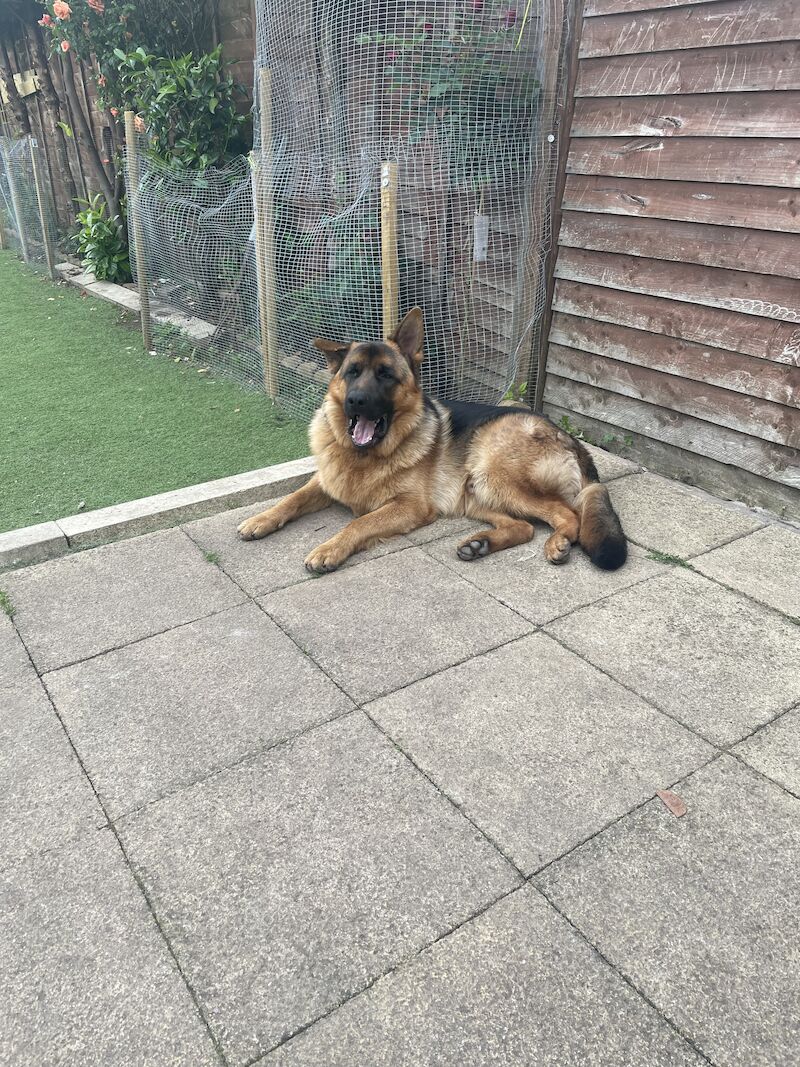 German Shepherd puppies for sale in Birmingham, West Midlands – KC registered, 1 year old - Image 8 of 8