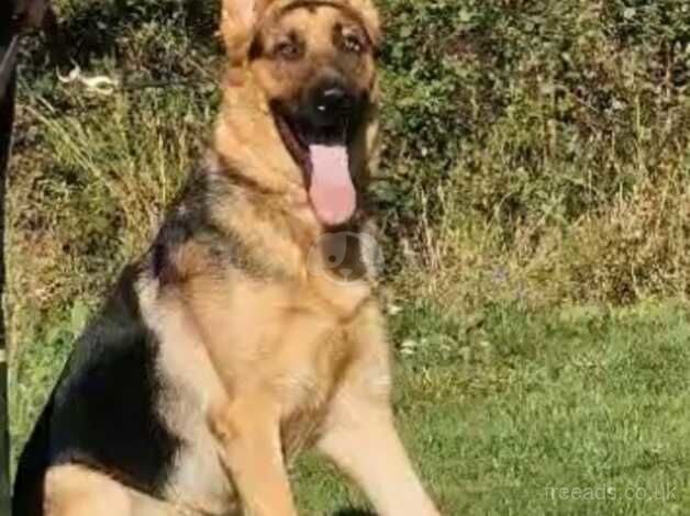German Shepherd puppies for sale in Bridlington, East Riding of Yorkshire – 2 years old - Image 2 of 3