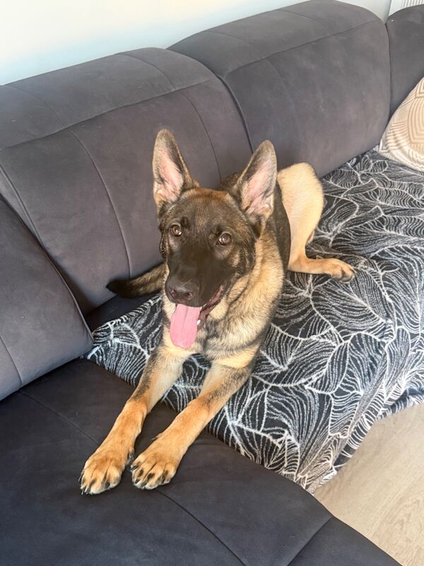 10 month old Male GSD