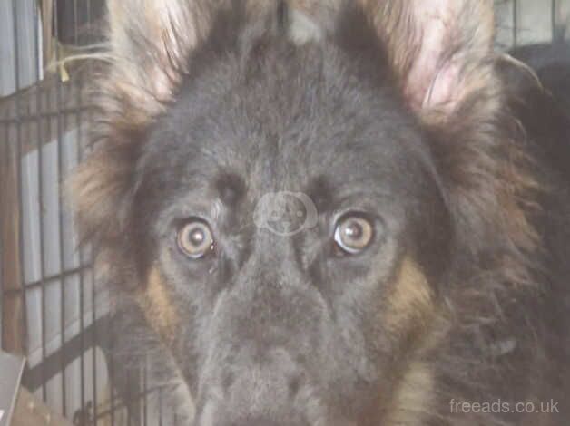 German Shepherd puppies for sale in Stockport, Greater Manchester – 2 years old - Image 2 of 3