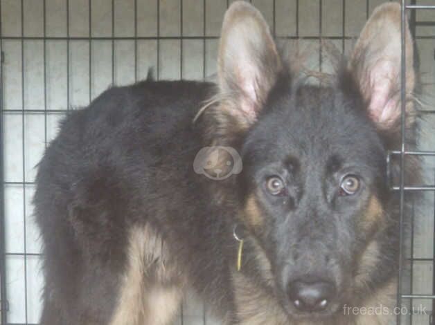 German Shepherd puppies for sale in Stockport, Greater Manchester – 2 years old - Image 3 of 3