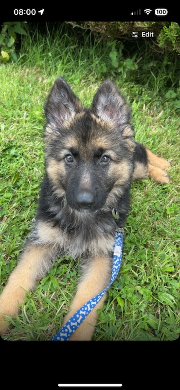 German Shepherd Puppies For Sale Under £1,000