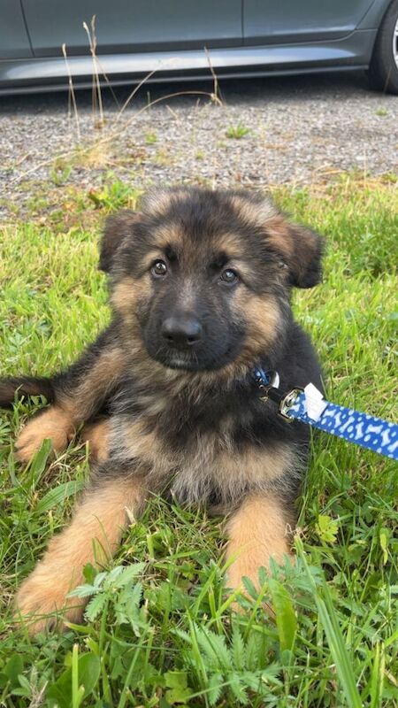10 week old German Shepard - Image 2 of 3