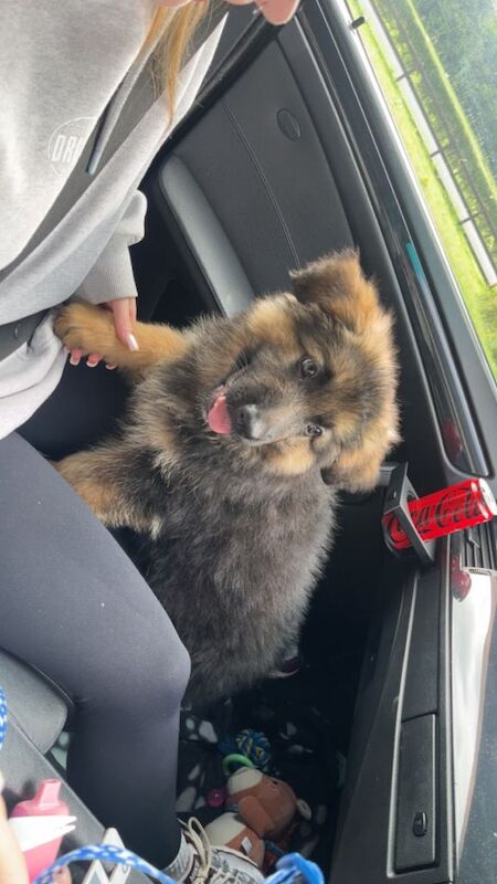 10 week old German Shepard - Image 3 of 3