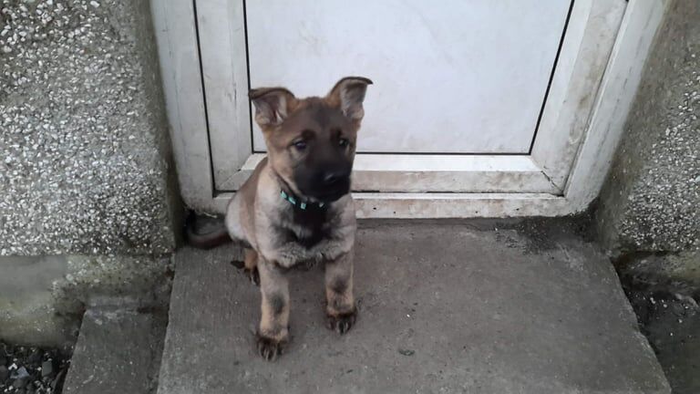 German Shepherd puppies for sale in Londonderry, County Londonderry – KC registered, 11 months old - Image 2 of 3