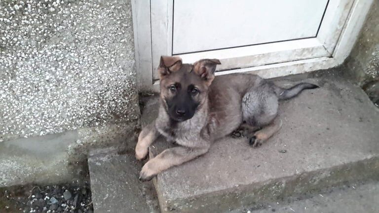 German Shepherd puppies for sale in Londonderry, County Londonderry – KC registered, 11 months old - Image 3 of 3