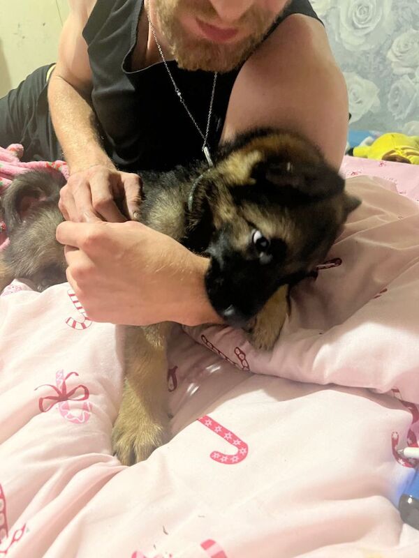 10 week old gsd male - Image 2 of 3