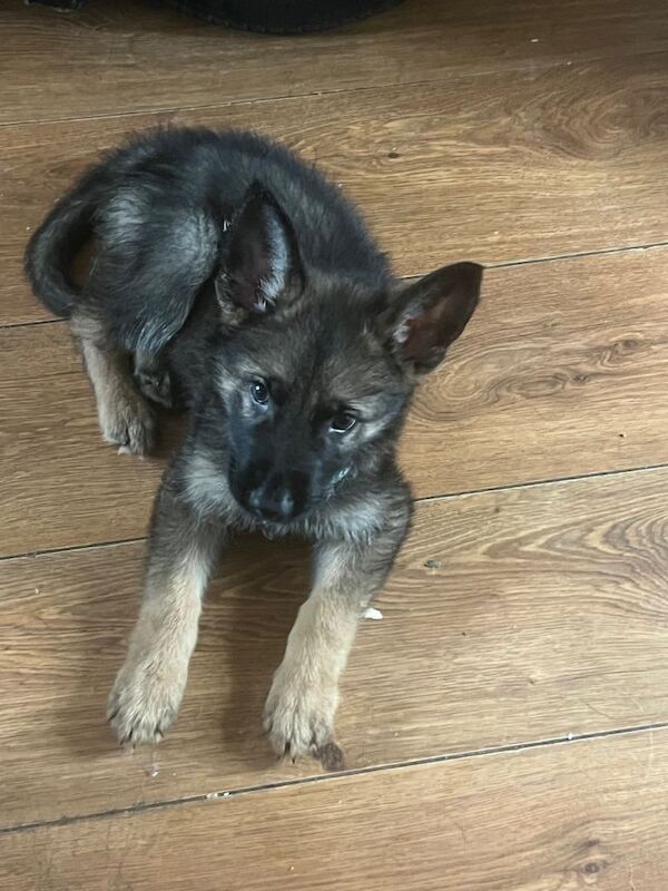 10 week old gsd male - Image 3 of 3