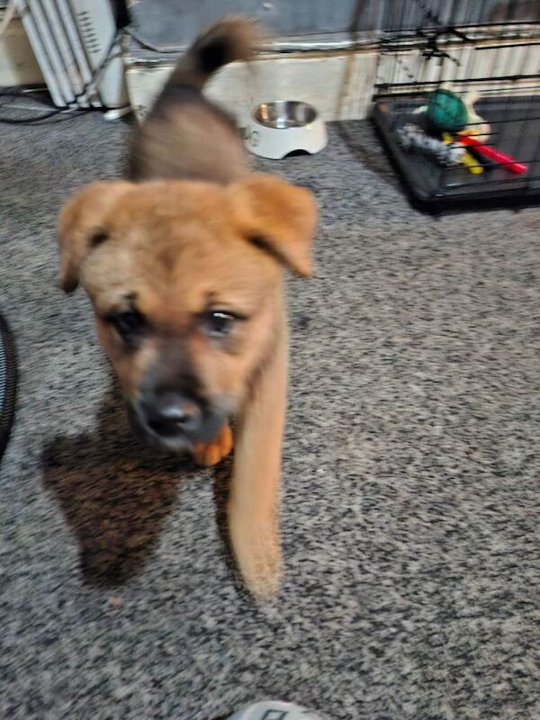 German Shepherd Puppies For Sale Under £1,000