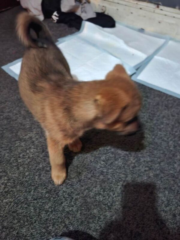 10 week old puppy German shepard - Image 2 of 6