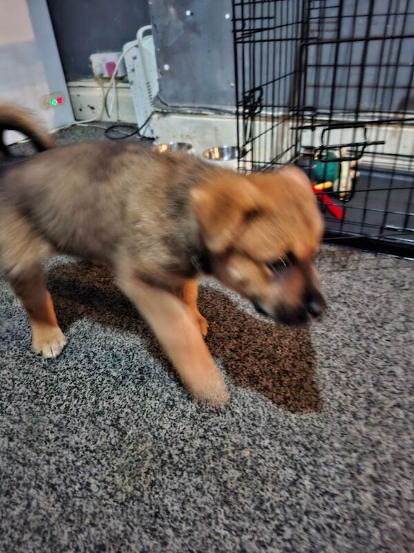 10 week old puppy German shepard - Image 3 of 6