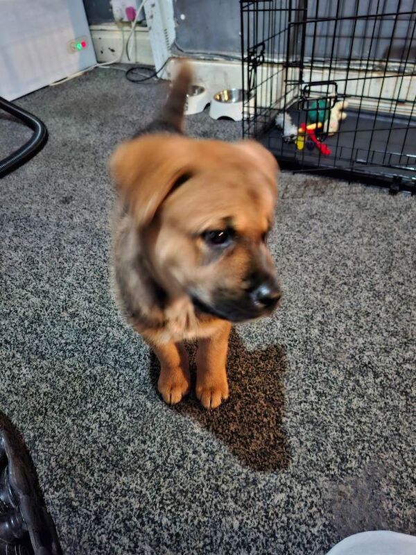 10 week old puppy German shepard - Image 4 of 6