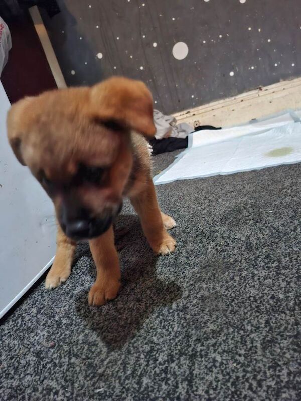 10 week old puppy German shepard - Image 5 of 6