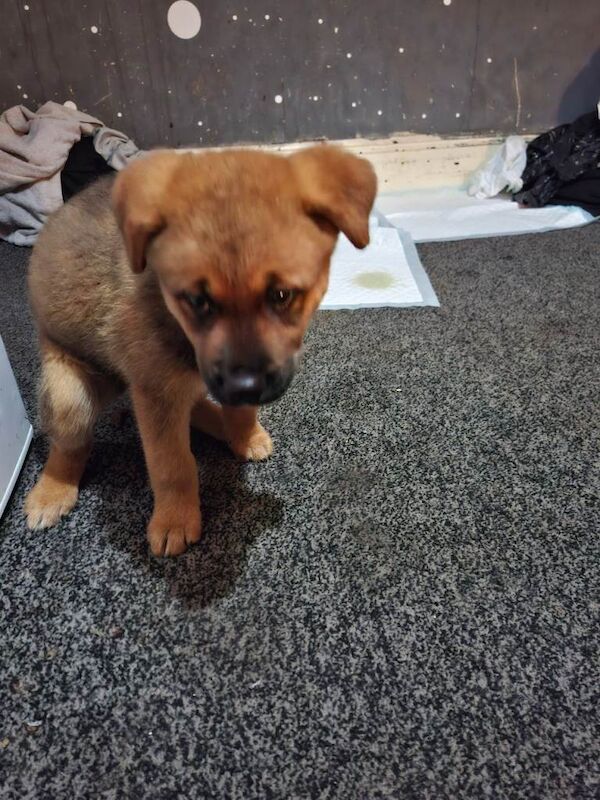 10 week old puppy German shepard - Image 6 of 6