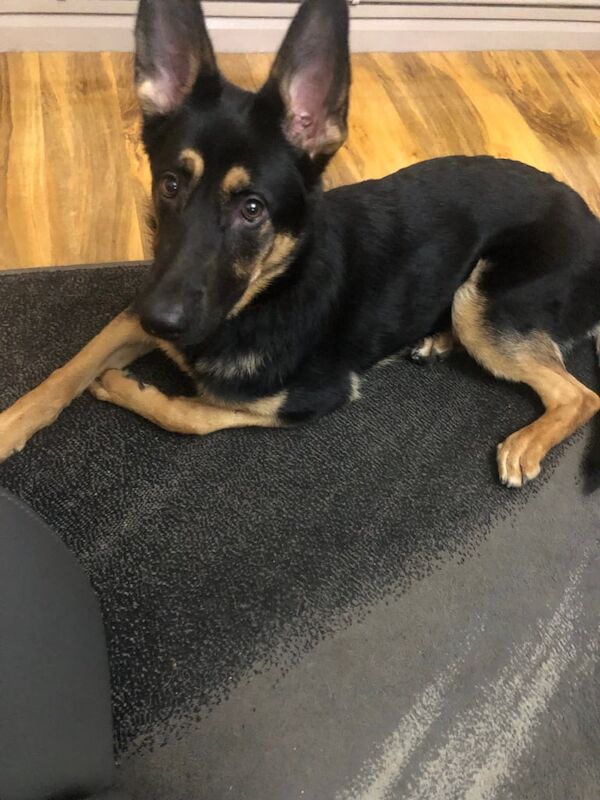 German Shepherd puppies for sale in London, City of London, Greater London – 1 year old - Image 2 of 3