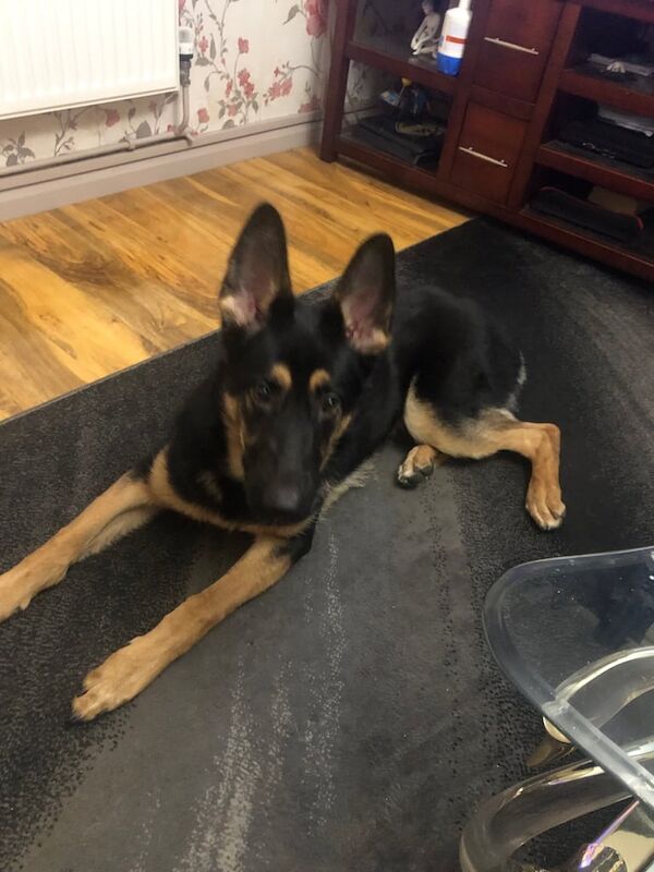 German Shepherd puppies for sale in London, City of London, Greater London – 1 year old - Image 3 of 3