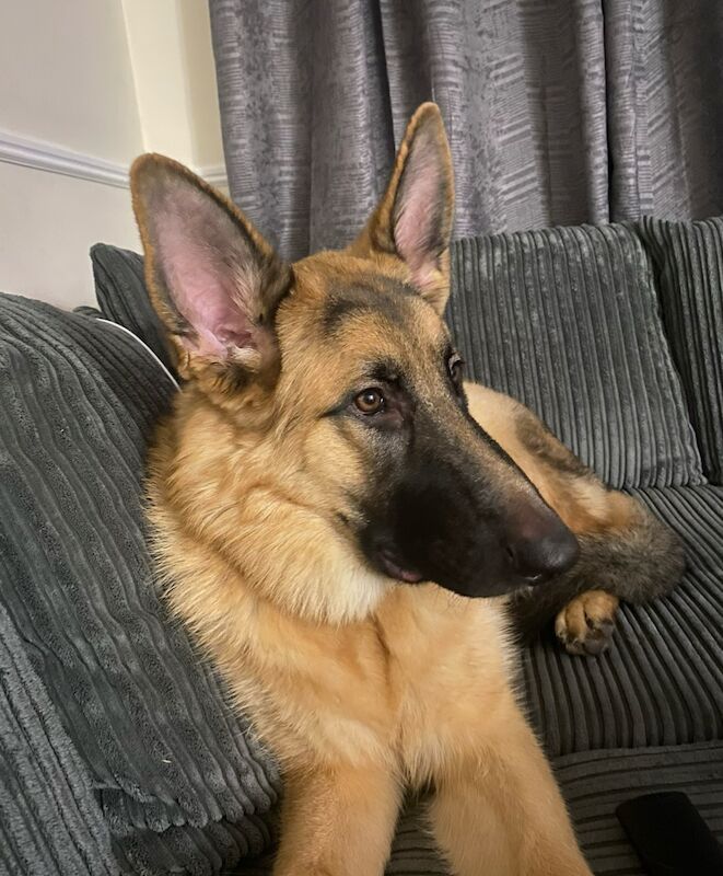 11 month male GSD - Image 1 of 6
