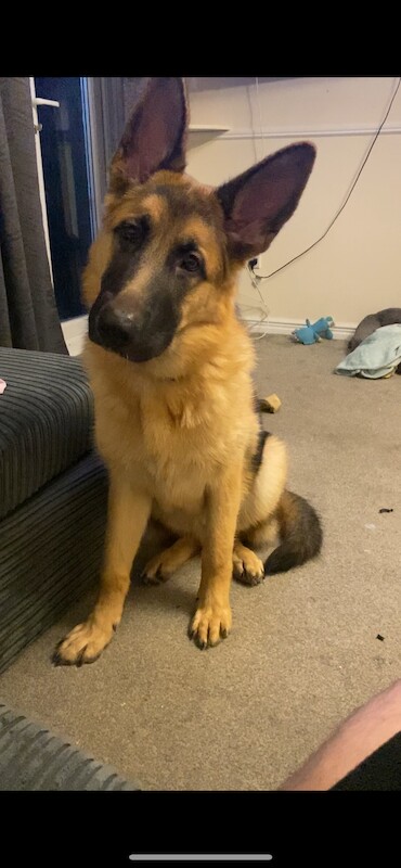 11 month male GSD - Image 2 of 6