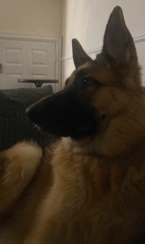 11 month male GSD - Image 3 of 6