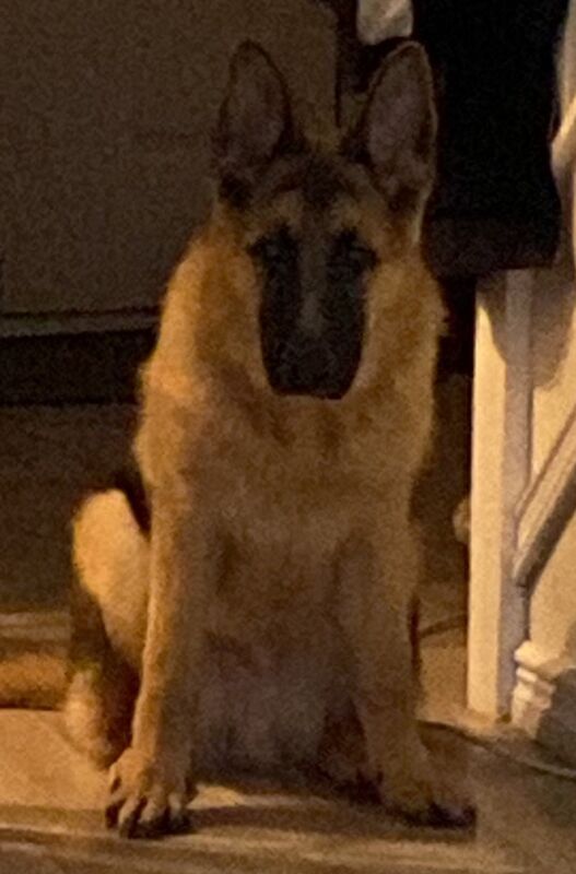 11 month male GSD - Image 4 of 6