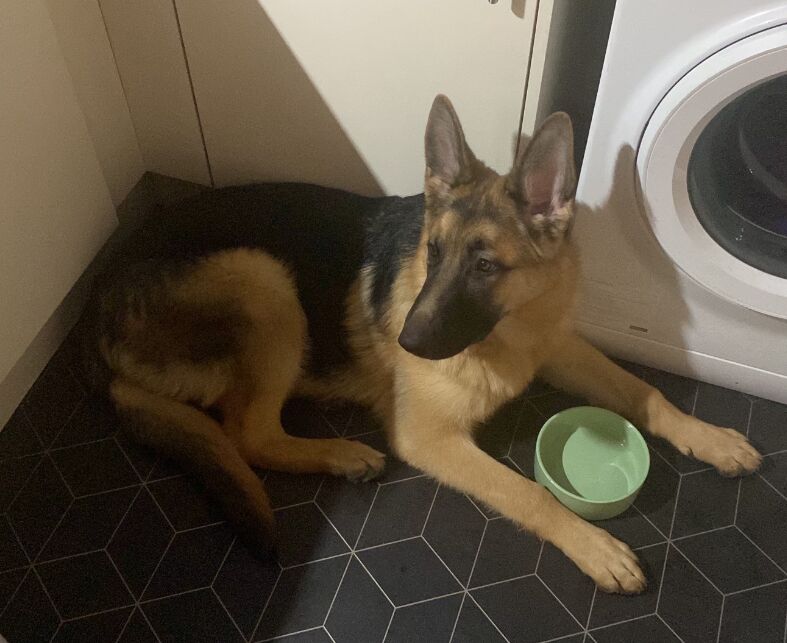 11 month male GSD - Image 5 of 6