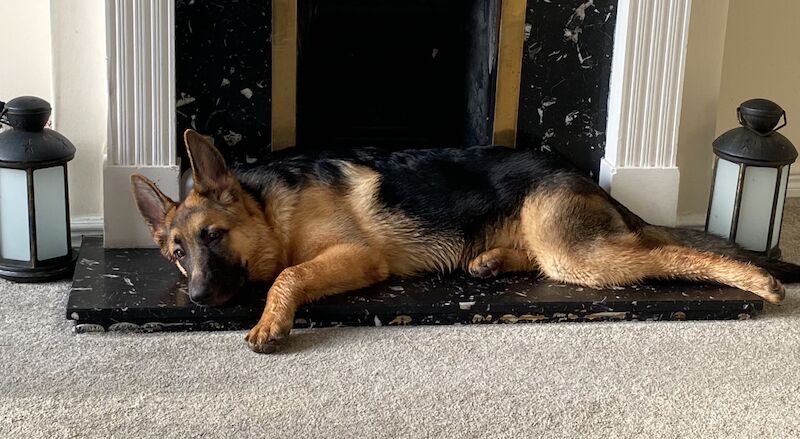 11 month male GSD - Image 6 of 6