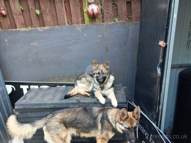 German Shepherd puppies for sale in Scarborough, North Yorkshire – 2 years old - Image 1 of 1