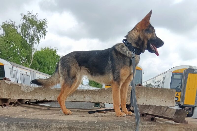 11 month old female Czech German Shepherd for sale in Nottinghamshire