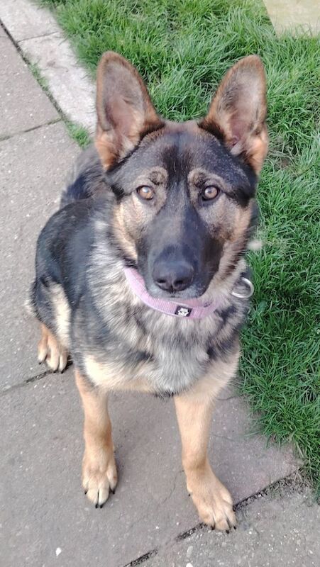 11 month old female Czech German Shepherd for sale in Nottinghamshire | Image 2